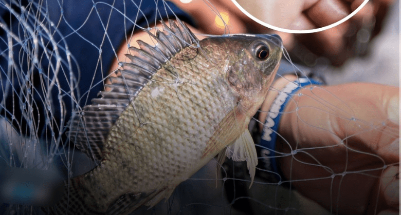 why-nobody-should-be-eating-tilapia-anymore