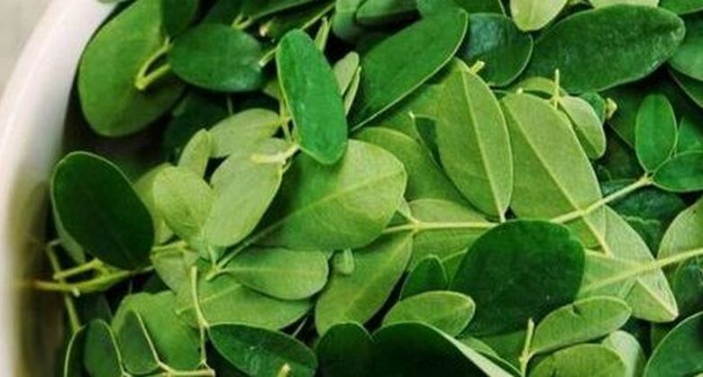 how-to-make-moringa-powder:-super-healthy-“tree-of-life”-superfood