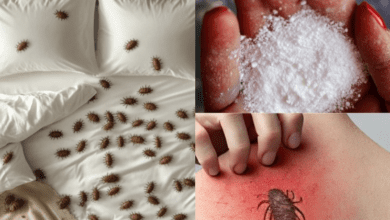 how-to-remove-dust-mites-and-bed-bugs-from-your-mattress-naturally