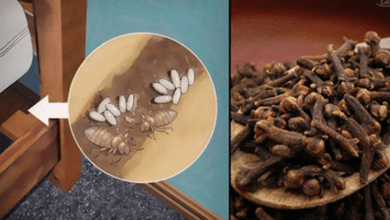 bedbugs:-how-do-they-live,-and-how-to-eradicate-them-from-your-house-using-clove?