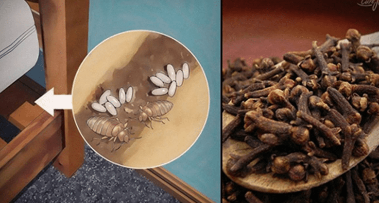 bedbugs:-how-do-they-live,-and-how-to-eradicate-them-from-your-house-using-clove?