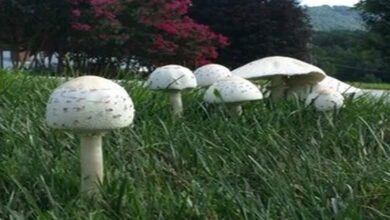 if-mushrooms-are-growing-in-your-lawn,-this-is-what-it-means