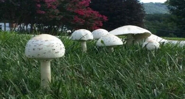 if-mushrooms-are-growing-in-your-lawn,-this-is-what-it-means