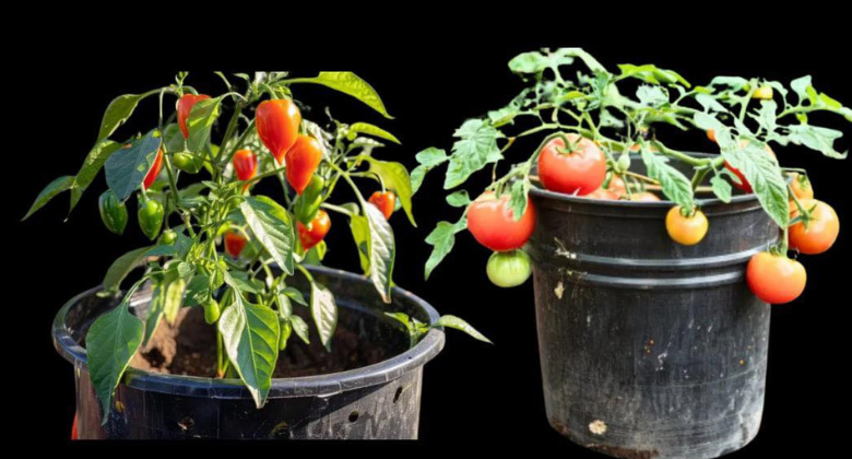 8-foods-you-can-grow-in-buckets-all-year