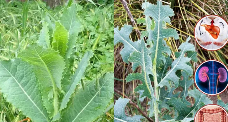 delving-into-the-wonders-of-prickly-lettuce-–-medicinal-miracles-and-culinary-creations