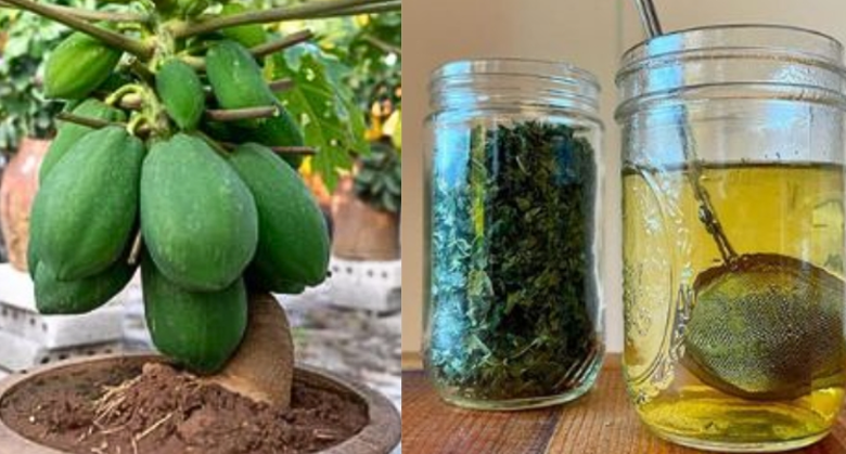 unlock-the-healing-power-of-papaya-leaves:-nature’s-secret-remedy