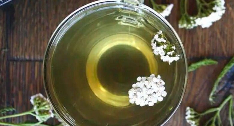 yarrow-tea:-keep-deat.h-at-bay-–-a-natural-remedy-to-kill-bacteria-and-fungi