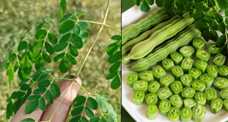 the-miracle-tree:-exploring-the-10-health-benefits-of-moringa-and-how-to-use-it