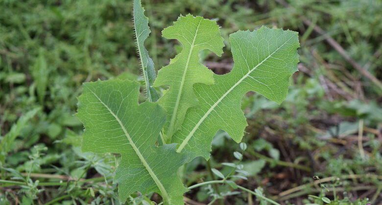 lactuca-serriola:-the-hidden-power-of-prickly-lettuces