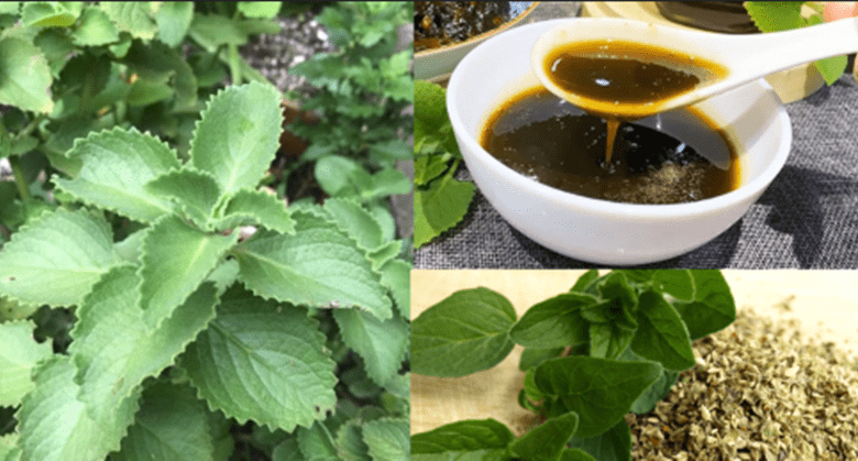 13-health-benefits-of-oregano-orejon-and-how-to-use-it