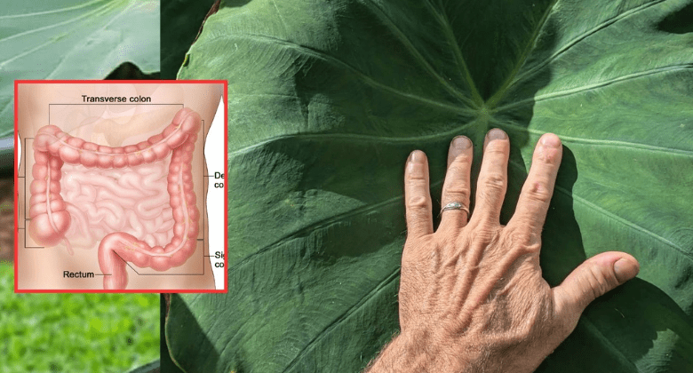 taro-(colocasia-esculenta):-the-secret-to-digestive-and-colon-health