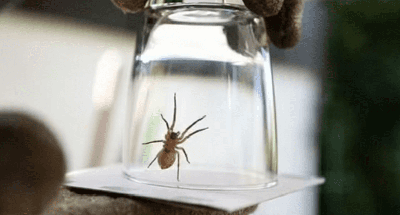 urgent-w-arning-to-anyone-eliminating-spiders-in-their-home