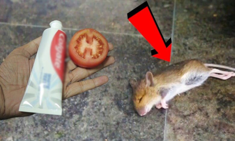 get-rid-of-rats-&-mice-in-your-house-naturally-|-toothpaste-&-tomato-magi.c!