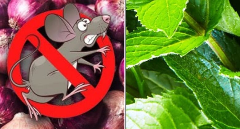 effective-home-remedies-to-get-rid-of-rats-naturally