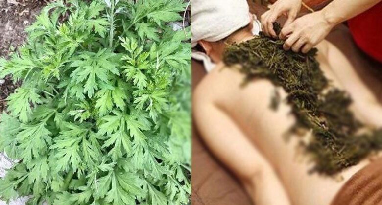 the-power-of-mugwort-leaves:-a-natural-remedy-for-over-10-disease.s