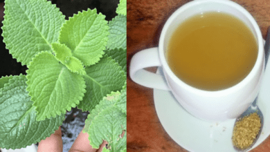 the-‘precious-herb’-that-can-treat-15-health-issues-many-people-don’t-know-about