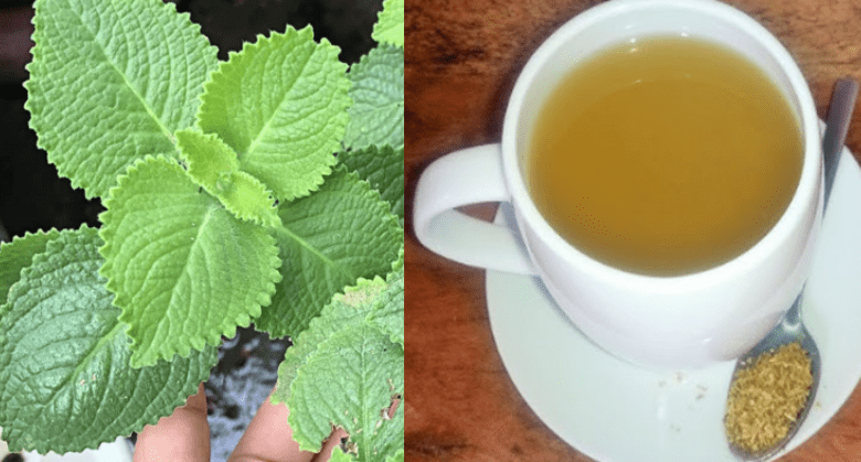 the-‘precious-herb’-that-can-treat-15-health-issues-many-people-don’t-know-about