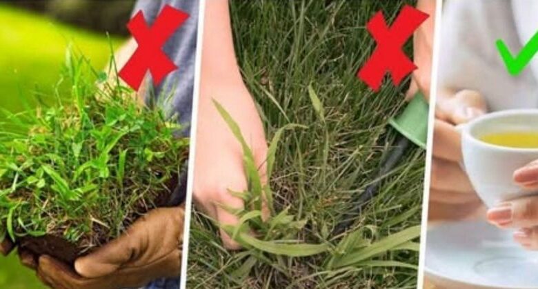 10+-surprising-health-benefits-of-crabgrass-and-how-to-use-it-effectively